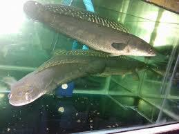 Ikan gabus hias (Channa) asal Indonesia yang kini jadi primadona