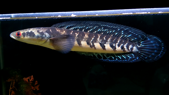 Ikan gabus hias (Channa) asal Indonesia yang kini jadi primadona