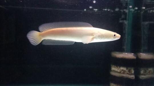 Ikan gabus hias (Channa) asal Indonesia yang kini jadi primadona