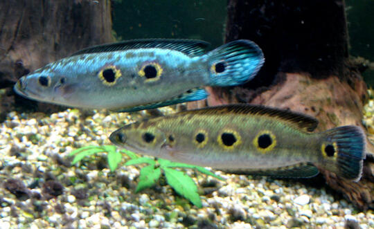 Ikan gabus hias (Channa) asal Indonesia yang kini jadi primadona