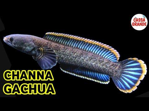 Ikan gabus hias (Channa) asal Indonesia yang kini jadi primadona