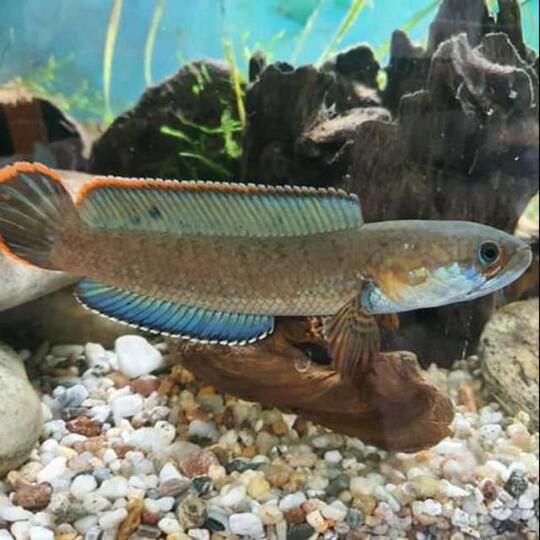 Ikan gabus hias (Channa) asal Indonesia yang kini jadi primadona