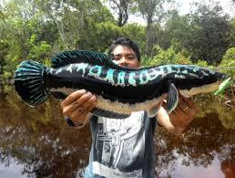 Ikan gabus hias (Channa) asal Indonesia yang kini jadi primadona