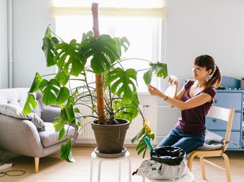Mengenal Monstera atau Janda Bolong, Tanaman Hias yang Harganya Mahal