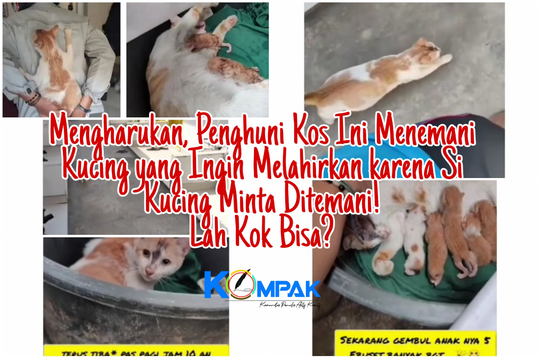 Kisah Haru Pria Berikan Pertolongan Pada Kucing Melahirkan, Viral 