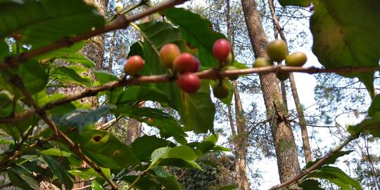 Ternyata di gunung JayaGiri kita bisa sambil ngopi loh!