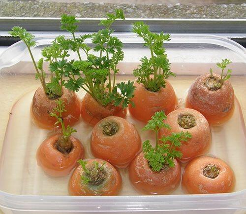 Jangan Disepelekan! Sampah Dapur yang Biasa Kamu Buang Ternyata Punya Manfaat Lain!
