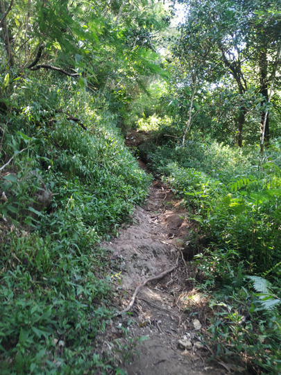 GUNUNG UNGARAN PUNYA JALUR BARU ! CATPER UNGARAN via Perantunan 27-28 Agustus 2020