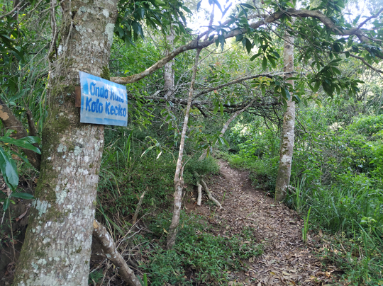 GUNUNG UNGARAN PUNYA JALUR BARU ! CATPER UNGARAN via Perantunan 27-28 Agustus 2020
