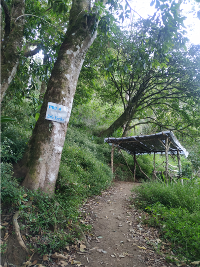 GUNUNG UNGARAN PUNYA JALUR BARU ! CATPER UNGARAN via Perantunan 27-28 Agustus 2020