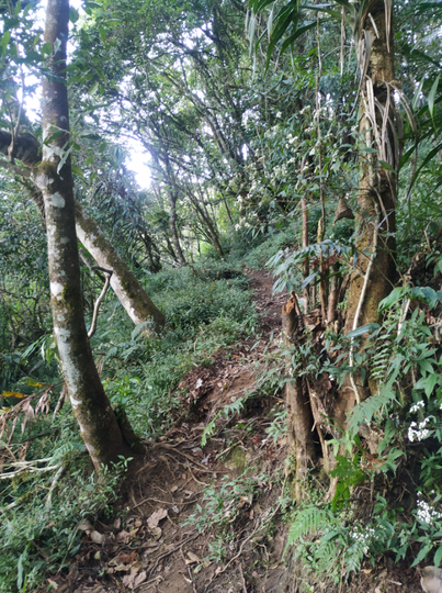 GUNUNG UNGARAN PUNYA JALUR BARU ! CATPER UNGARAN via Perantunan 27-28 Agustus 2020