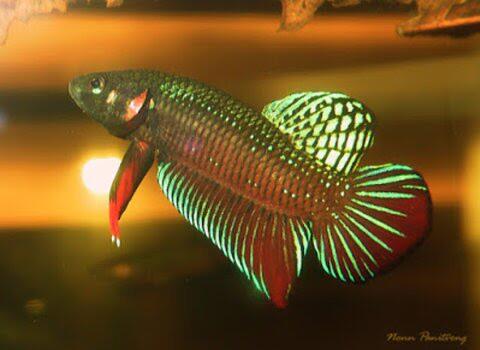Mengenal Jenis Ikan Cupang Hias, Aduan, dan Liar yang Bisa Agan Miliki!