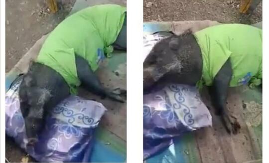 Aneh, Babi Hutan Menangis Saat Diusir dan Tidak Bisa Tidur Tanpa Bantal! Jadi-jadian?
