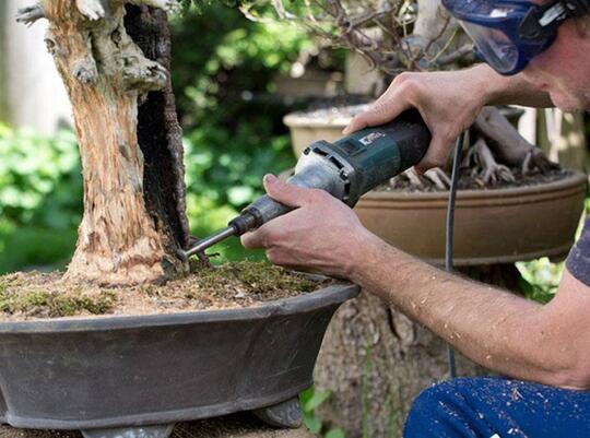 Jarang Diketahui, Ini 6 Alat Rahasia Yang Dipakai Seniman Bonsai Di Belakang Layar