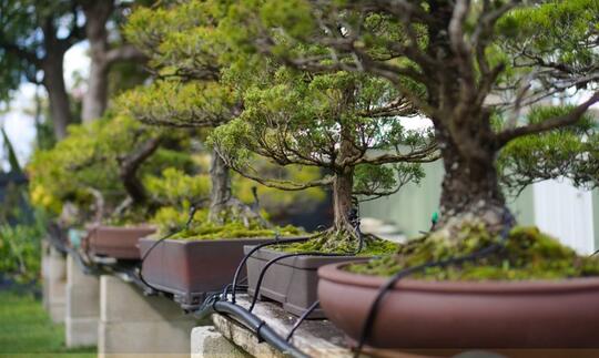 Jarang Diketahui, Ini 6 Alat Rahasia Yang Dipakai Seniman Bonsai Di Belakang Layar