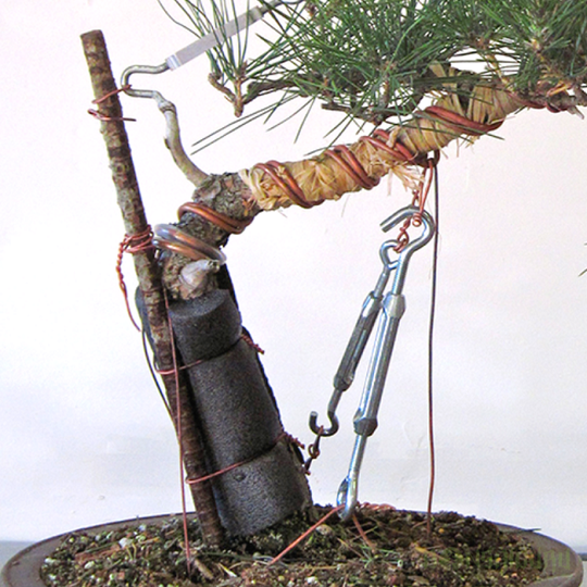 Jarang Diketahui, Ini 6 Alat Rahasia Yang Dipakai Seniman Bonsai Di Belakang Layar