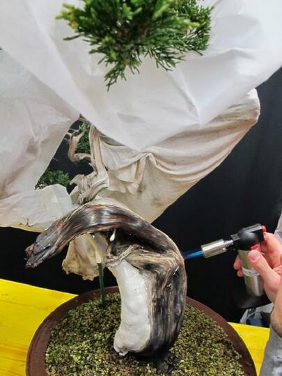 Jarang Diketahui, Ini 6 Alat Rahasia Yang Dipakai Seniman Bonsai Di Belakang Layar