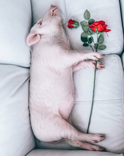 Gemes! 4 Hewan ini Populer Banget di Instagram