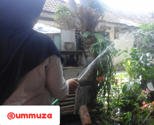 Tanaman Subur Tak Harus Mahal