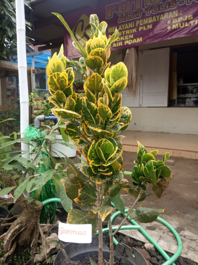 Tanaman Subur Tak Harus Mahal
