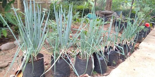 Yuk Tanam Daun Bawang Sendiri Dan Ikuti Tips Dan Trik Dari Ane, Dijamin Ngirit !