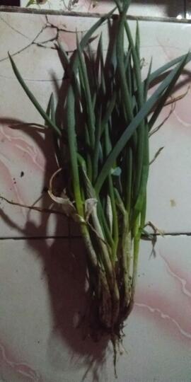 Yuk Tanam Daun Bawang Sendiri Dan Ikuti Tips Dan Trik Dari Ane, Dijamin Ngirit !