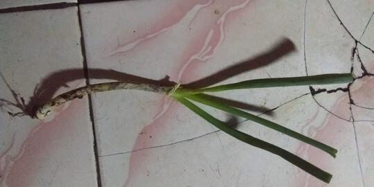 Yuk Tanam Daun Bawang Sendiri Dan Ikuti Tips Dan Trik Dari Ane, Dijamin Ngirit !