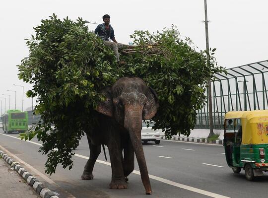 Pemilik Gajah Piara Terakhir Nyerah di Delhi India.