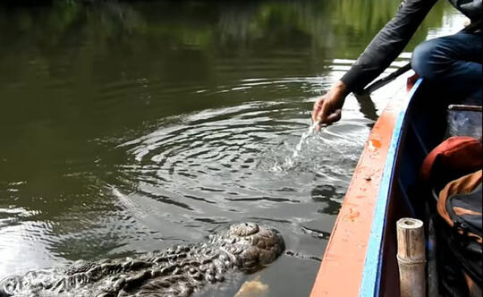 Buaya Riska Laper Pulang Minta Makan