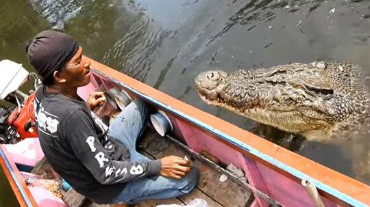 Buaya Riska Laper Pulang Minta Makan