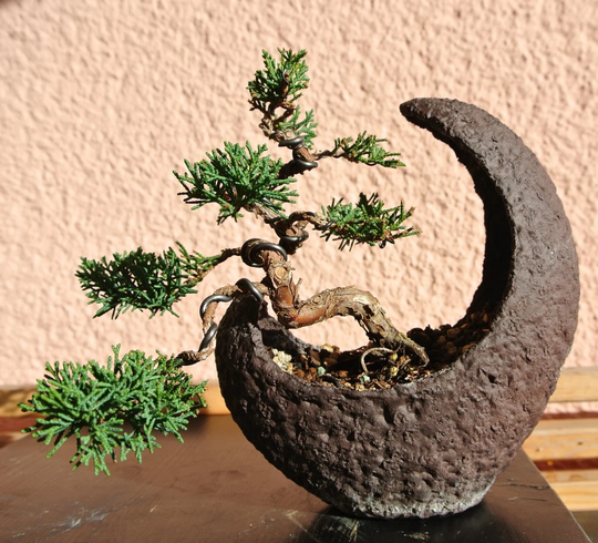 Tanaman Bonsai Altetnatif Penghasilan Di Saat Pandemi