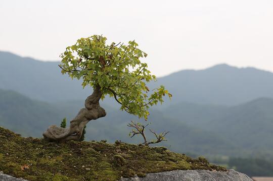 Tanaman Bonsai Altetnatif Penghasilan Di Saat Pandemi