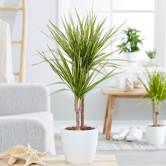 Fresh dan Elegan, Berikut 7 Rekomendasi Tanaman Hias Indoor
