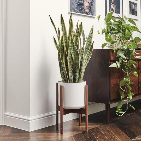 Fresh dan Elegan, Berikut 7 Rekomendasi Tanaman Hias Indoor