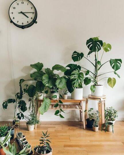Plant Styling, Tanaman Juga Butuh Di-Salon Biar Nggak Kalah Glowing dengan Kulitmu!