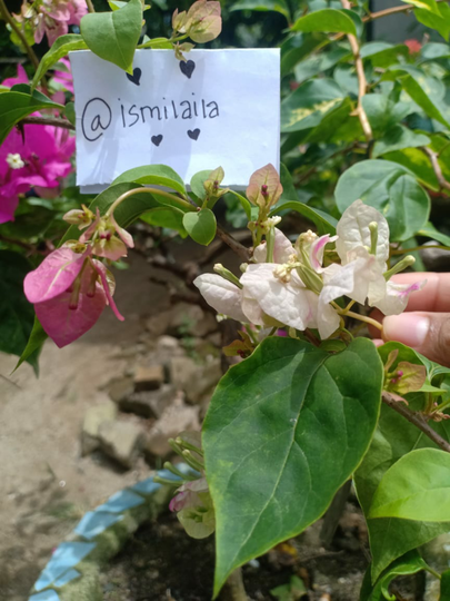 Sambung Pucuk Bunga Bougenville, Satu Batang Bisa Lebih Dari Satu Warna