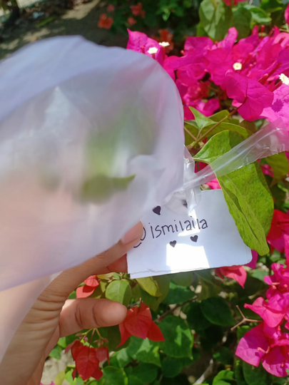 Sambung Pucuk Bunga Bougenville, Satu Batang Bisa Lebih Dari Satu Warna