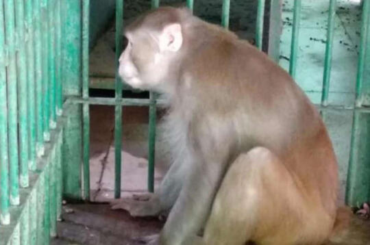 5 Pembunuhan Sadis Dilakukan Oleh Monyet !