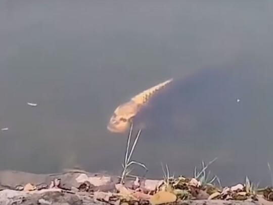 Aneh ,Ikan Mirip Manusia dan Tampak Agak Mengerikan.