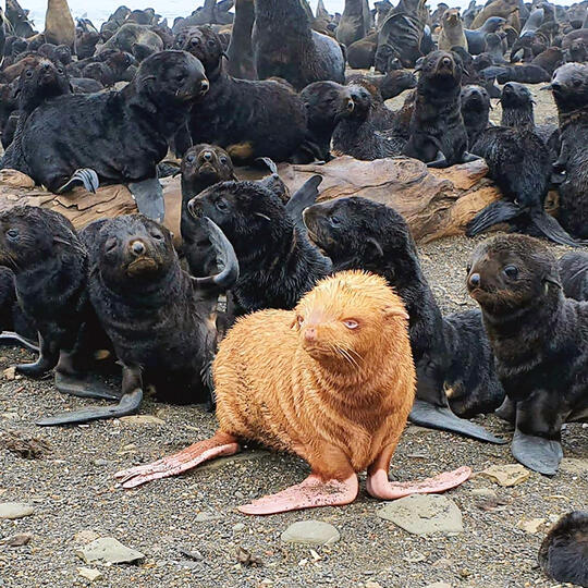 Anjing Laut Berwarna Jahe Yang Langka