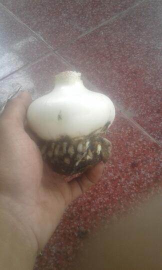 Tips Agar Bunga Amarilis (Bakung) Berbunga