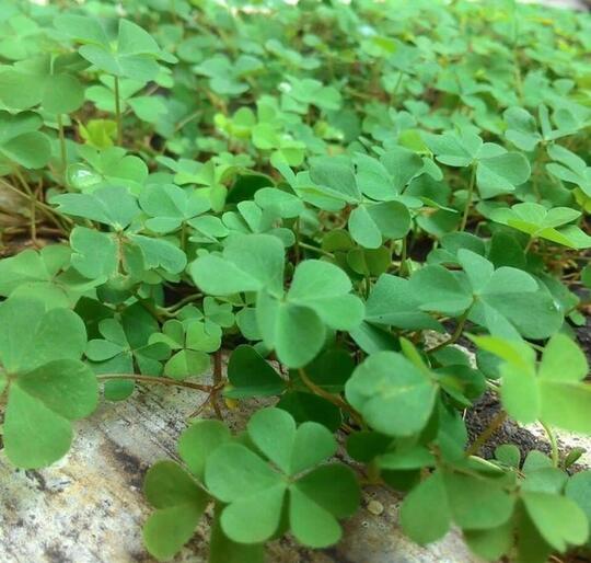Deretan Rumput Ini Ternyata Enak Dikonsumsi dan Aman. Tahukah Gan Sist!