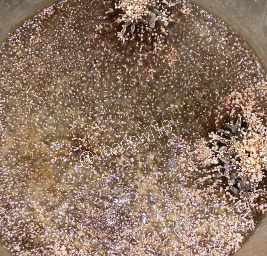 Tanaman Kerdil dan Terkena Layu Fusarium? Jakaba Jamur Keberuntungan Abadi Solusinya!