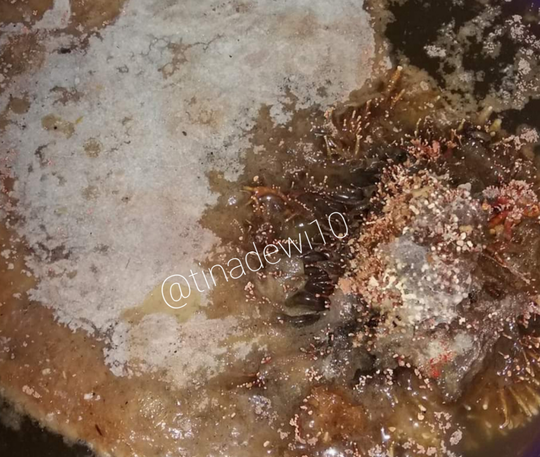 Tanaman Kerdil dan Terkena Layu Fusarium? Jakaba Jamur Keberuntungan Abadi Solusinya!