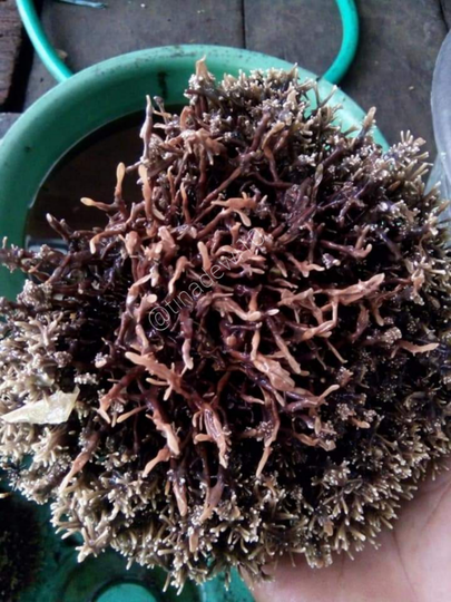 Tanaman Kerdil dan Terkena Layu Fusarium? Jakaba Jamur Keberuntungan Abadi Solusinya!