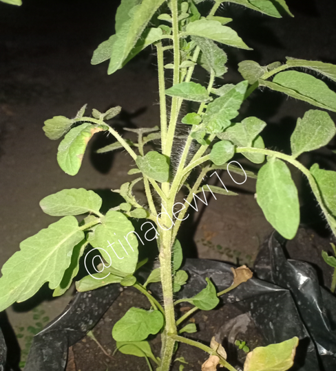 Tanaman Kerdil dan Terkena Layu Fusarium? Jakaba Jamur Keberuntungan Abadi Solusinya!
