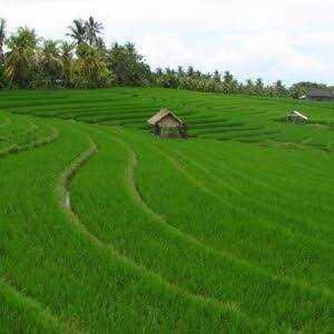 Mengendalikan Hama Walang Sangit Pada Tanaman Padi Dengan Cara Tradisional