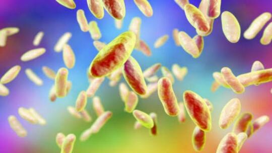 Penyakit Brucellosis Menyerang Disaat Pandemi Covid-19 Belum Sepenuhnya Selesai!!!