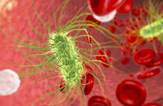 China Setelah Menularkan Virus Covid Kini Timbul Bakteri Brucellosis