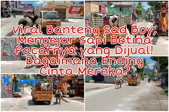 Viral Banteng Mengejar Sapi Betina, Pacarnya Yang Akan Dijual! Bagaimana Endingnya?